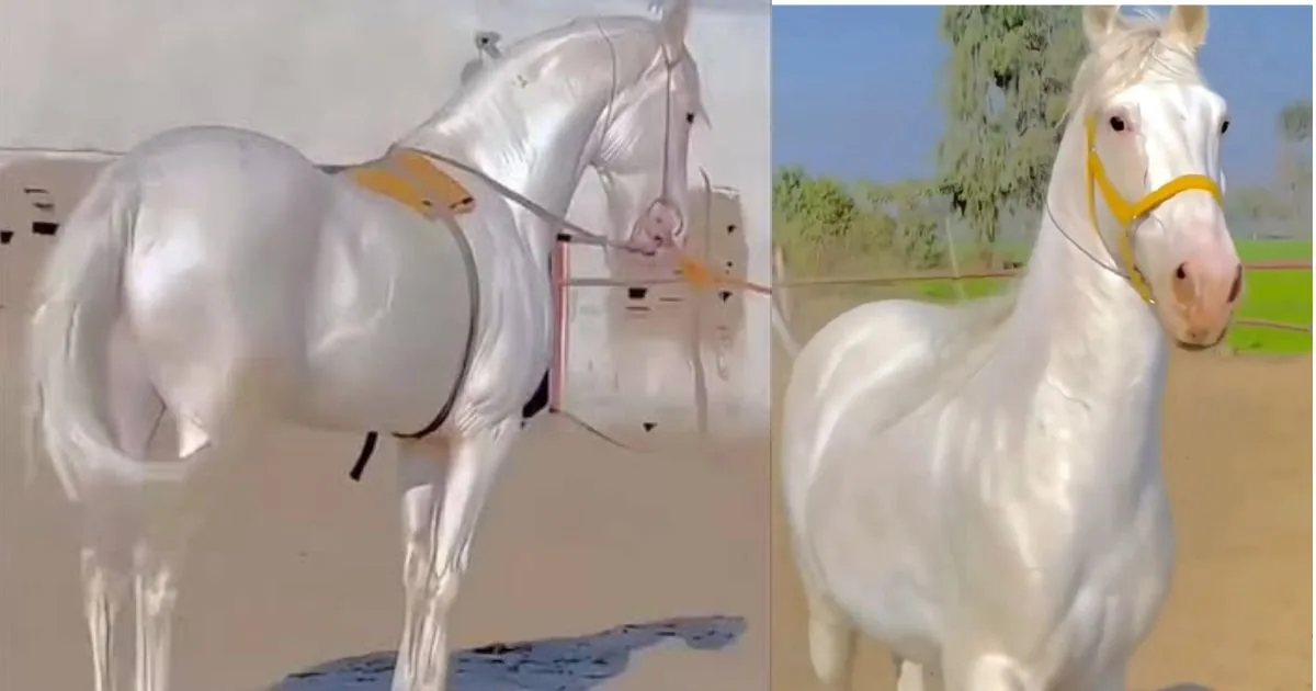 The Akhal-Teke, a rare horse breed from Turkmenistan famous for its metallic, mirror-like golden coat, has gone viral on social media