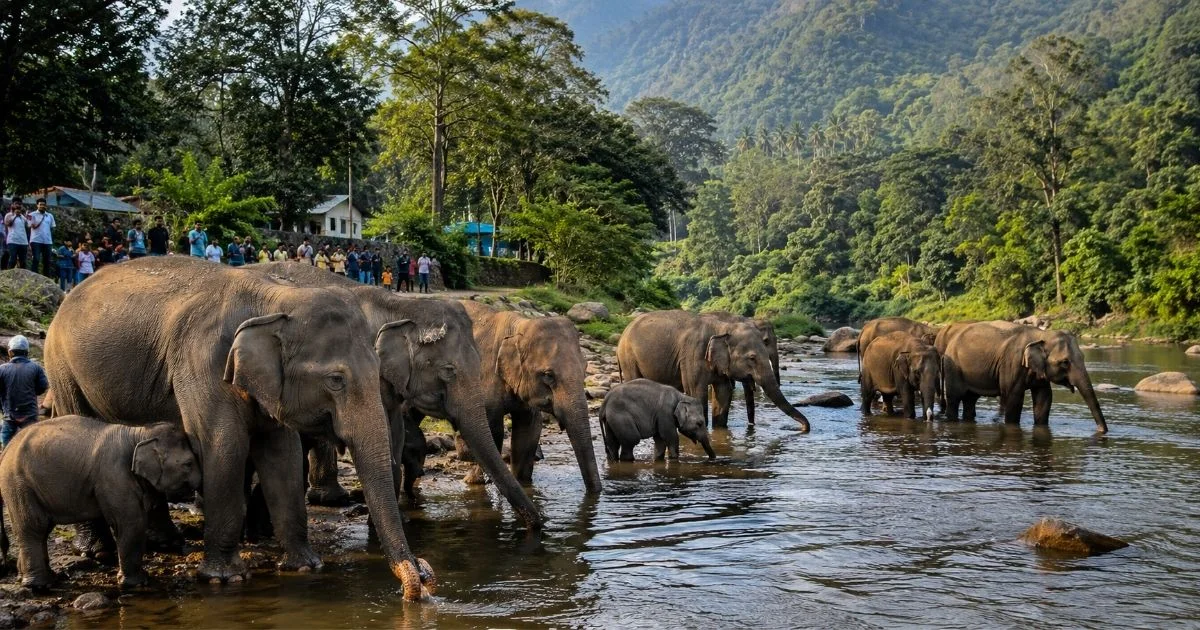 anakkulam-elephants-drinking-spot-idukki