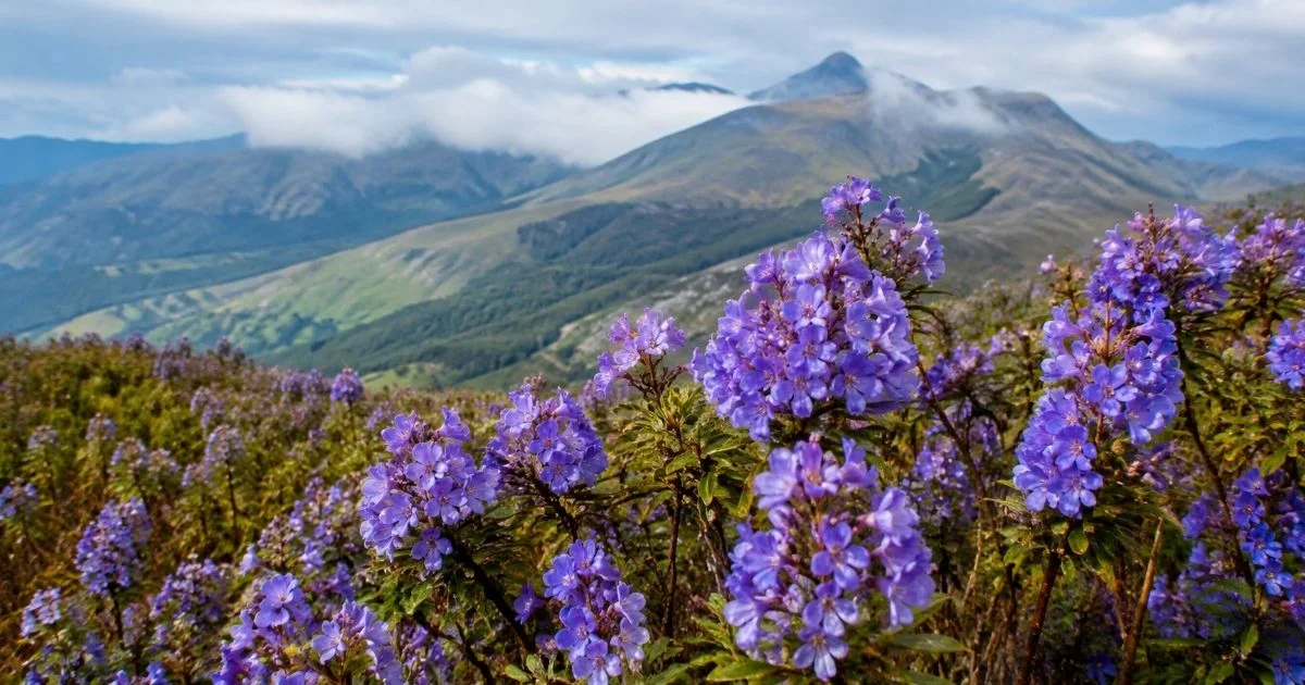 neelakurinji-vasantham-travel-guide
