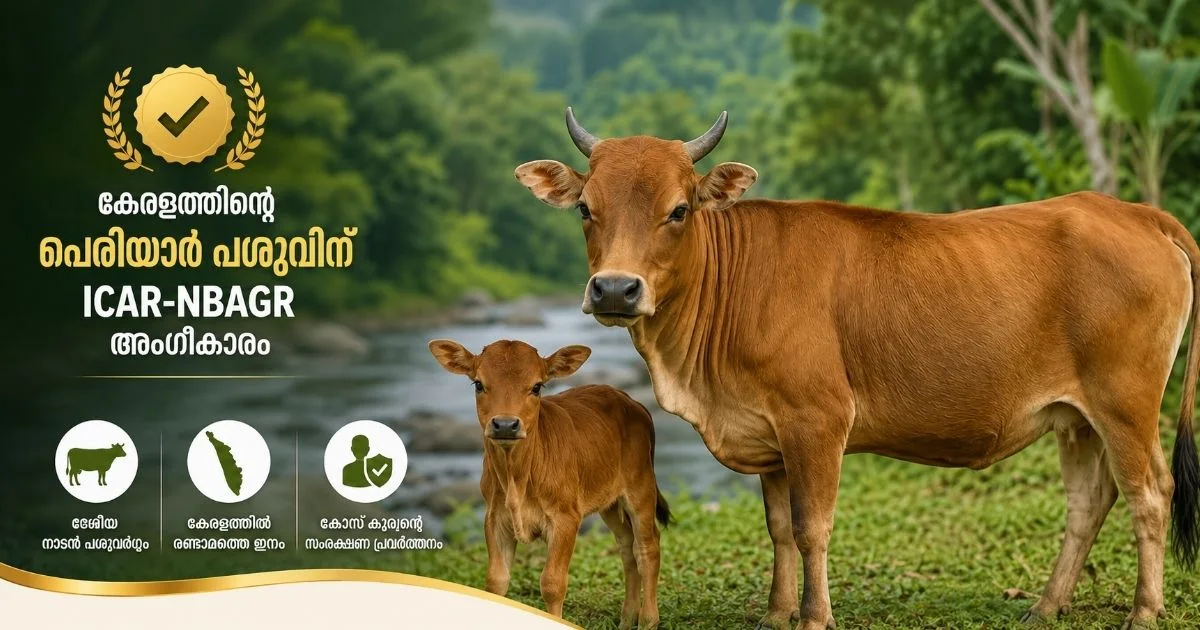 periyar-cattle-breed-icar-nbagr-recognition