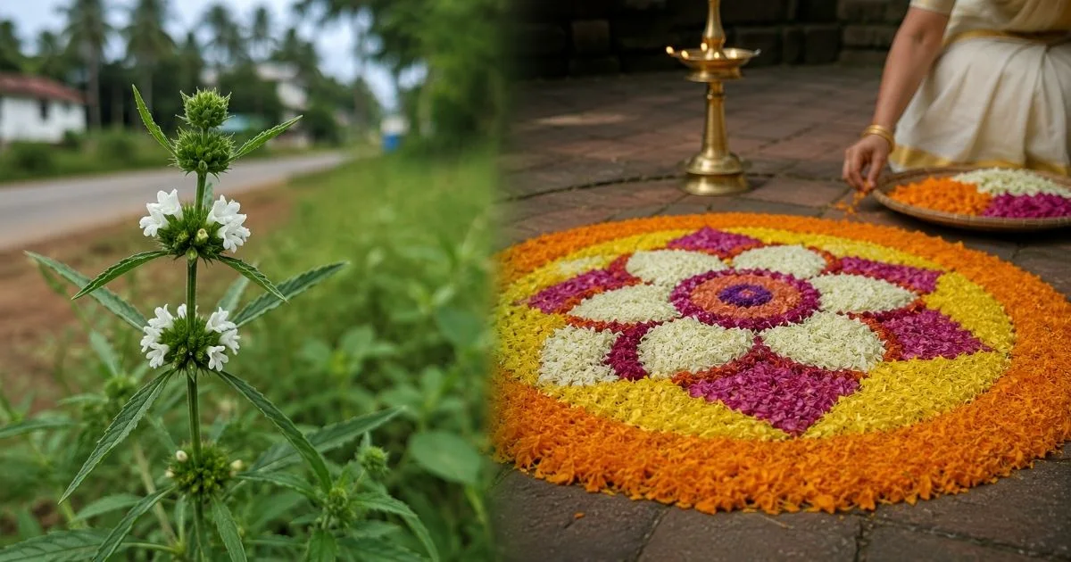 thumbapoo-disappearance-onam-kerala